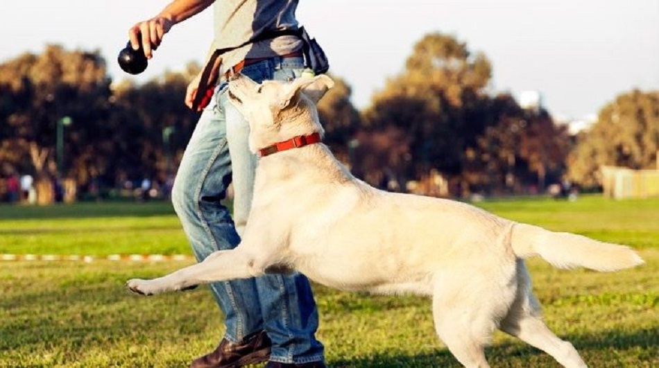 pet90.jpg